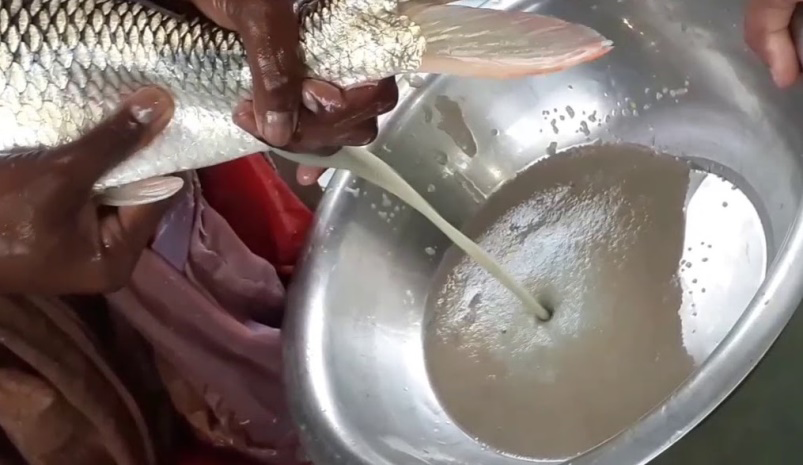 Figure 3: Pictures of induced breeding techniques in modern aquaculture.
