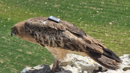 Figure 2: Short-toed Snake Eagle Circaetus gallicus.