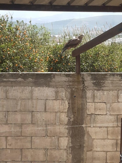 Figure 4: Black Kite Milvus migran on the rooftop of a house after 2 weeks of the second release.
