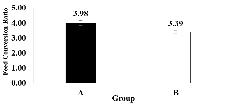 Figure 4: The results of this study in terms of feed conversion rate of goldfish during this research consisted of treatment A) Feeding without microcapsules of sea rabbit extract; and B) Feeding with the addition of sea rabbit extract microcapsules.