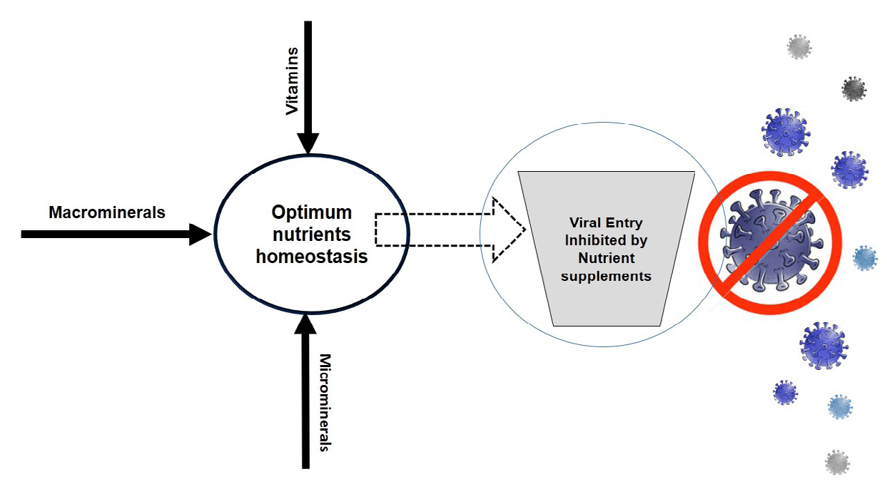 Figure 1: Proper nutrient supplements inhibit viral entry towards cell.