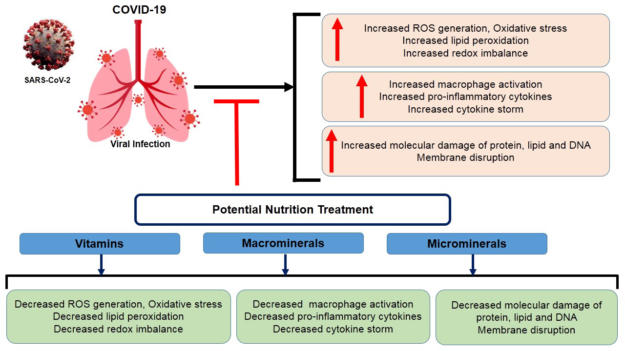 Figure 2: Mode of action of nutrient supplements in prevention of COVID19 infection.