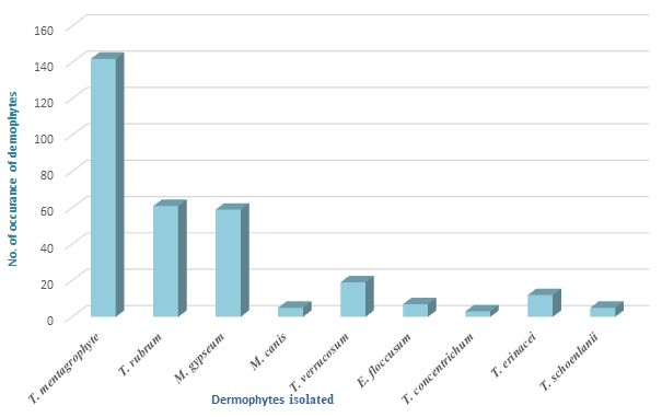 Figure 1: Bar chart representing the occurrence of Dermatophytes isolated.