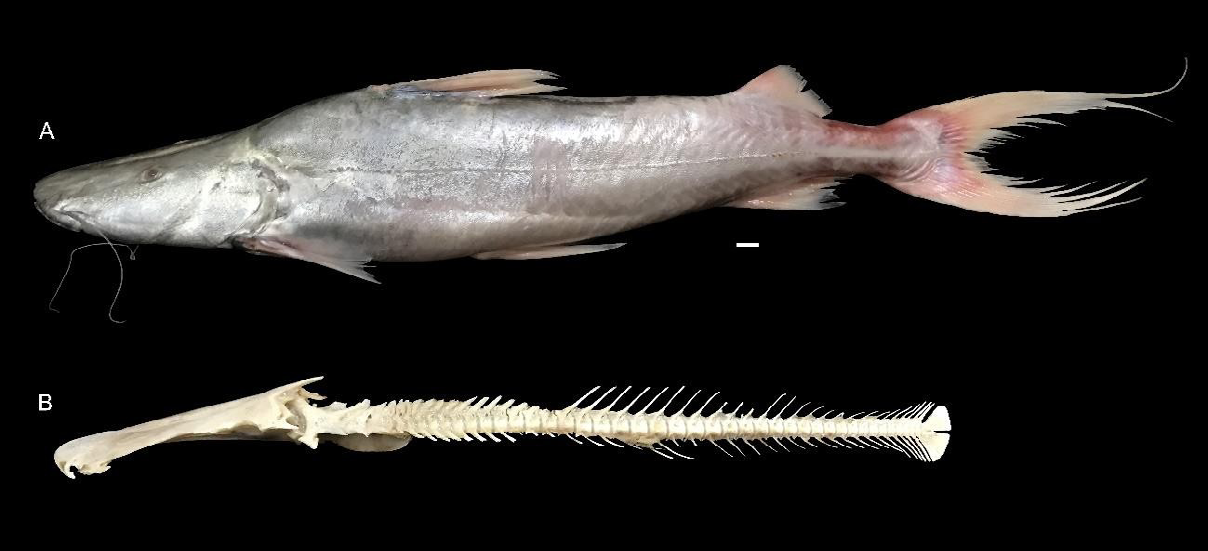 Figure 1: Brachyplatystoma rousseauxii (Castelnau, 1855), 400.0 SL from Amazon basin. Count vertebrae = 45. A. Immediately after capture in nature. B. After the descarne process for counting vertebrae. Scale Bar = 10 mm.
