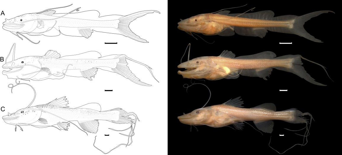 Figure 2: Illustration of larvae and juveniles of Brachyplatystoma rousseauxii (Castelnau, 1855) in development sequence: (A) flexion – 12.68 mm, (B) postflexion – 16.09 mm, (C) juvenile – 28.65 mm. Bars = 1 mm.