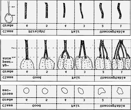 Figure 2: ** Samples for stem straightness.