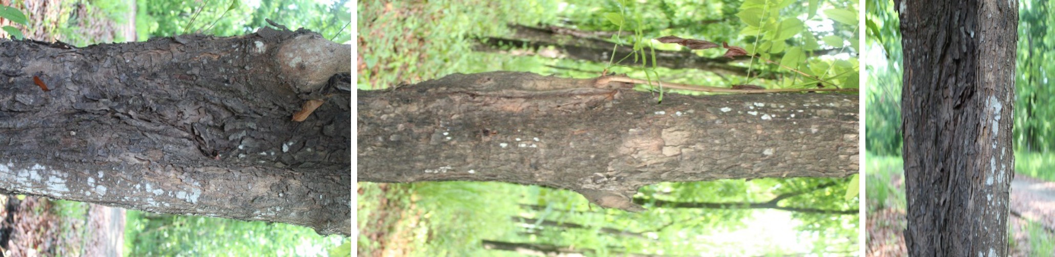 Figure 7: Sample Geotags of the Identified Mother Trees taken from DBH position.