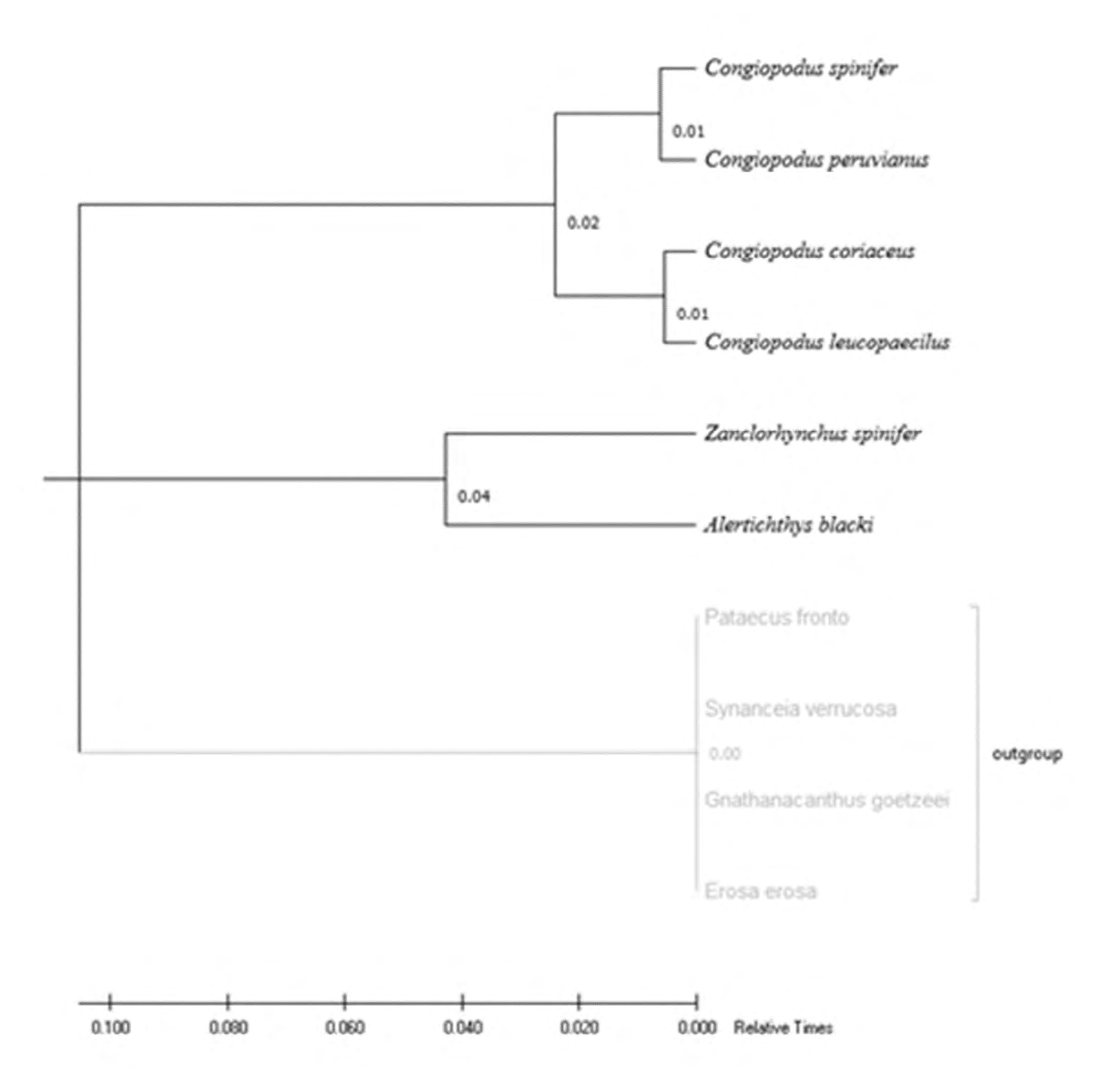 Figure 4: Phylogenetic tree of the superfamily Congiopodoidea, constructed from a 652 bp region of the COI gene (Figure 1).