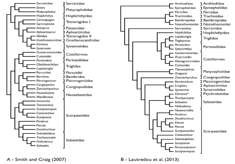 Figure 5: Phylogenetic relationships in A - Scorpaenoidei and related groups [37], B - Scorpaeniformes and related groups [38]. (Figure 2).