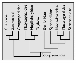 Figure 6: Cladogram of Scorpaenoidei families and sister group (Figure 3, partly).