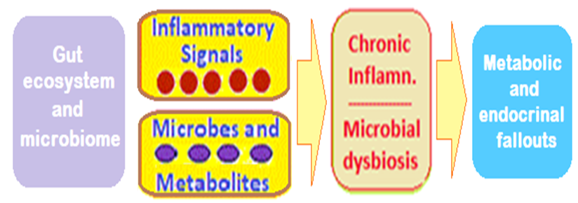 Figure 1: Microbial dysbiosis and metabolic and endocrinological Fallouts.
