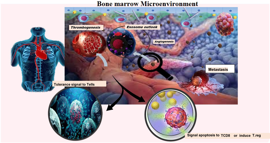 Figure 1: Extracellular vesicles and blood tumors progression. Extracellular vesicles are released from blood tumors by regulating bone marrow niche and manipulating immune cells; sending a tolerance signal to Tells, inducing regulatory T cells or apoptosis in TCD8 cells, thrombogenicity, and angiogenesis causes the development of hematological malignancies.