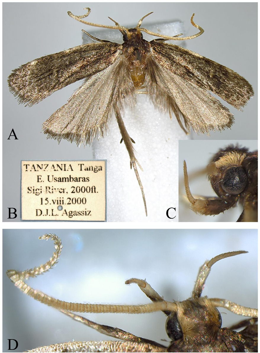 Figure 1: Protolychnis tangaensis Park, sp. nov.: A, adult, holotype, male; B, label; C, labial palpus; D, head, dorsal view with antenna.