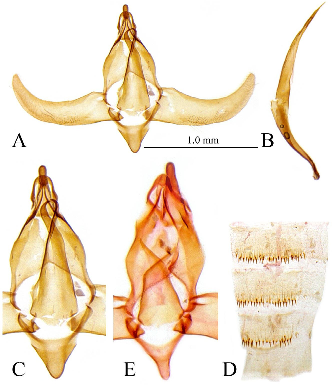 Figure 2: A, male genitalia of Protolychnis tangaensis Park, sp. nov., gen. slide no. CIS-7503, holotype; B, ditto, aedeagus; C, ditto, central part close-up; D, ditto, abdominal segments; E, central part of P. oculiella Park & Koo, 2021, gen. slide no. CIS- 7441, holotype.