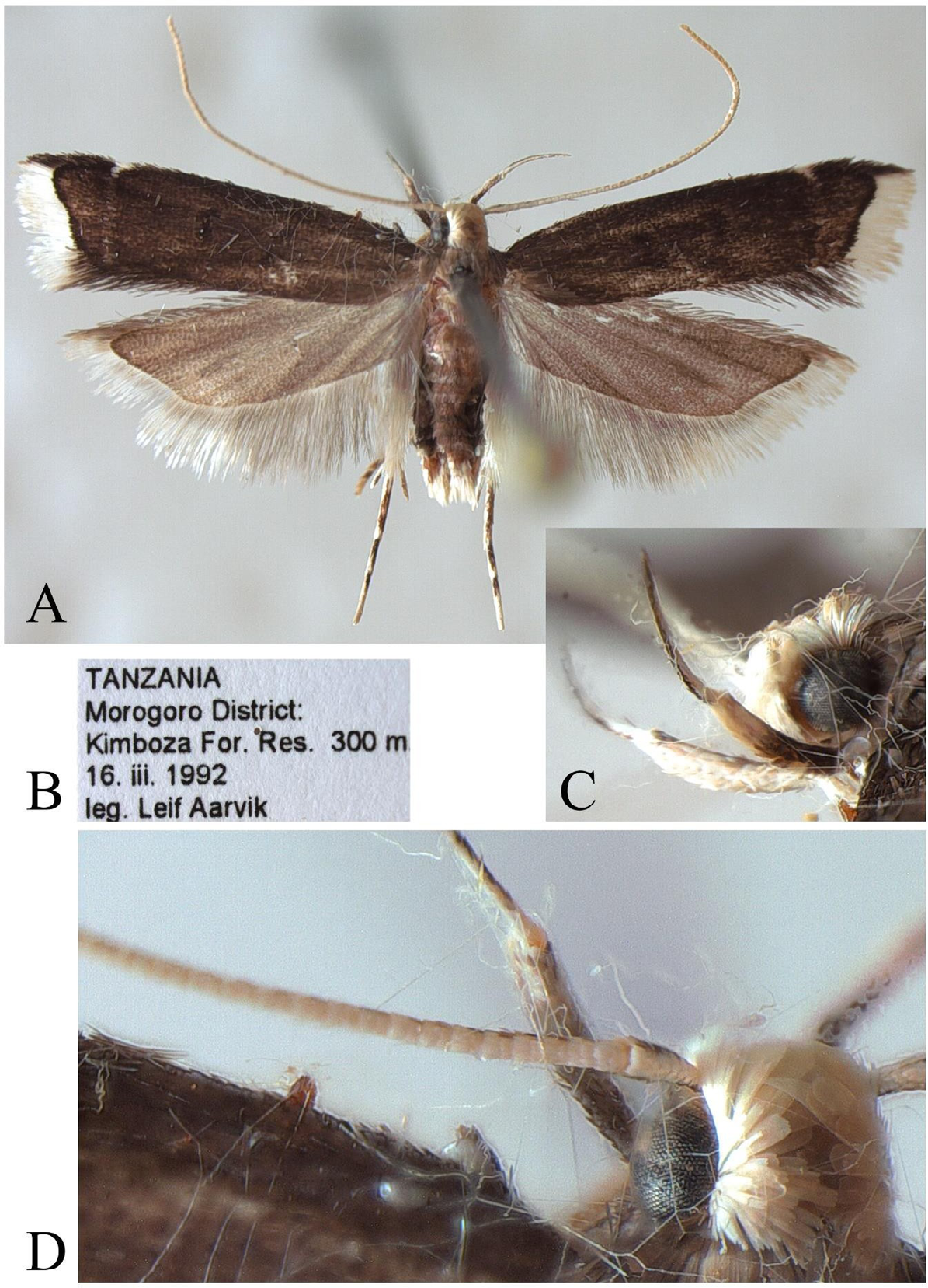 Figure 3: Torodora nixcrinis Park, sp. nov., A, adult, holotype, female; B, label; C, labial palpi; D, head, dorsal view with antenna.