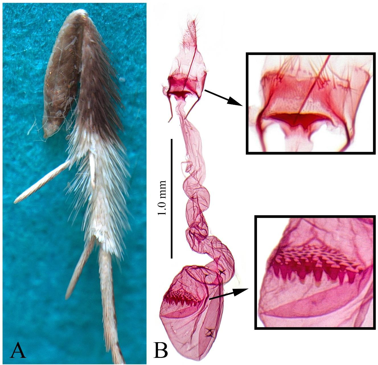 Figure 4: A, tibia of Torodora nixcrinis Park, sp. nov.; B, female genitalia of T. nixcrinis Park, sp. nov., slide no. CIS-7504, holotype.