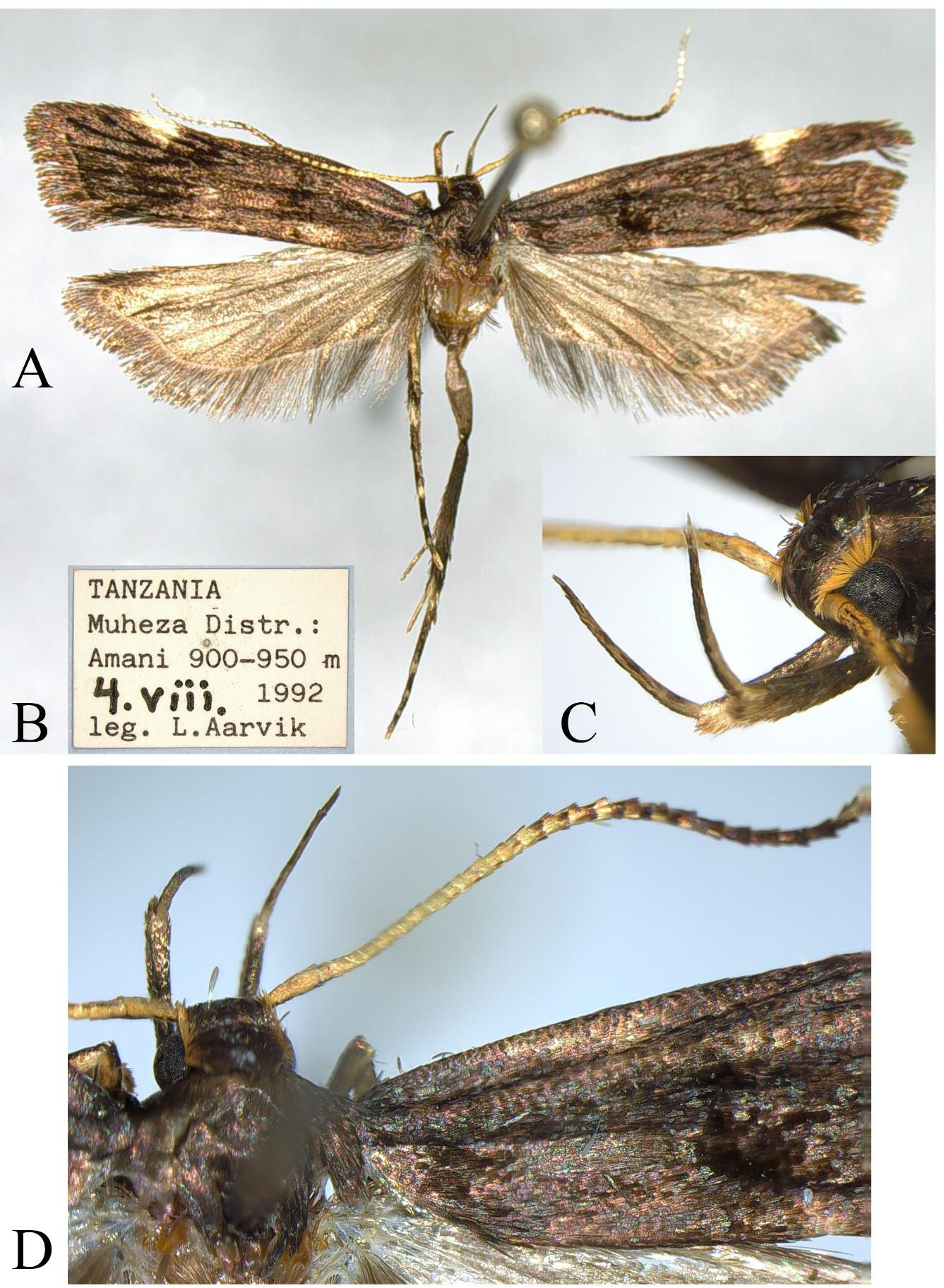 Figure 5: Thubdora muhezaica Park, sp. nov., A, adult, holotype, female; B, label; C, labial palpi; D, head, dorsal view with antenna.