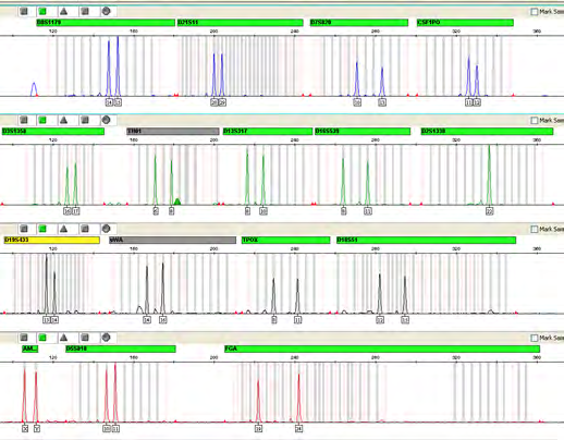 Figure 2: An electropherogram showing the complete set of allele peaks of the fluorescein-labeled loci: D8S1179, D21S11, D7S820, CSF1PO, D3S1358, TH01, D13S317, D16S539, D2S1338, D19S433, vWA, TPOX, D18S51, Amelogenin, D5S818, FGA.