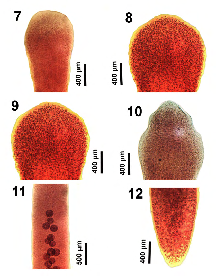 Figure 2: 3-5. Corresponding development in the posterior part of the body showing the beginning of formation of the incipient reproductive organs in Fig. 5. 6. Lateral view of the emerging cirrus sac (anterior) and coils of the pre-ovarian uterus (posterior) above and below the projecting genital swelling.