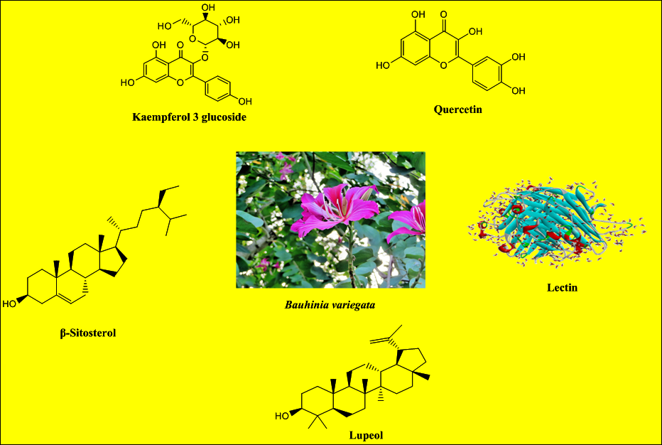 Figure 1: Graphical Abstract.