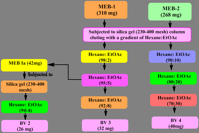 Figure 2: Extraction procedure of Bauhinia variegate. MEB-Methanol extract of bark, BV- _Bauhinia variegata_, EtOAc: Ethyl Acetate MEB, MEB-I, and MEB-II are obtained from column chromatography of methanol extract of bark (MEB) of _B._ _variegata_ whereas BV1, BV2, and BV3 are the pure isolates obtained (Figure 2). The ethanolic bark extract of _B. variegata_ was explored against Cisplatin and was found to play a prime role in treating triple negative breast cancer (TNBC).