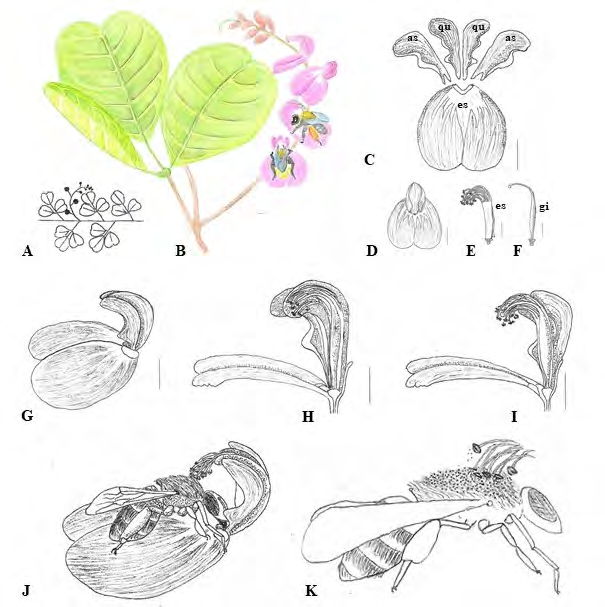 Figure 2: Floral morphology of Canavalia rosea. A-B. General characteristics of the plant: alternate phyllotaxis, trifoliate compound leaf, racemose inflorescence. C. Corolla petals: vexillum (es), wings (as), keel’s petals (qu). D. Flower in front view. E. Monadelphic stamens(es) with free anthers. F. Gyneceus: ovary, style and stigma. G. Flower section in side view, wings and keel in natural position. H-I. Flower section in side view, wings and keel in displaced position with reproductive whorls exposed. J-K Out of scale diagram, in (J) flower in side view with floral visitor (model Eulaema sp.), wings and keel in displaced position due to bee visit and in (K) detail of pollen transfer from the anthers of C. rosea for the bee’s dorsal scope. Bars: 1 cm.
