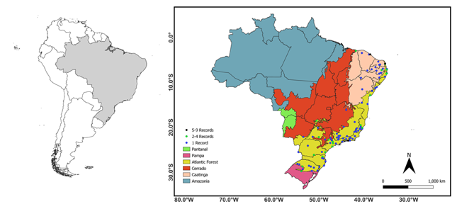 Figure 1: Geographic distribution of photographic records with evidence of feeding activities of the Roadside Hawk [Rupornis magnirostris] in the Caatinga and the Atlantic Forest, Brazil. Records were obtained by citizen scientists between 2010 and 2021, and gathered in the WikiAves database in February 2021. This map was produced with QGIS Desktop 3.22.8.