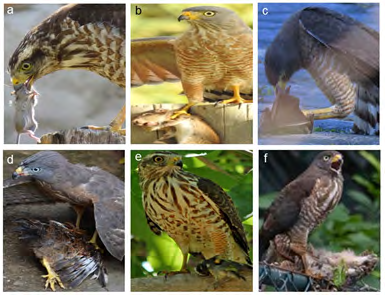 Figure 2: Photographic records of vertebrate [birds and mammals] prey captured by Roadside Hawks [Rupornis magnirostris], and gathered by citizen scientists in the Caatinga and the Atlantic Forest, Brazil: [a] a preá [Rodentia] being preyed at Cambuquira-MG; [b] a rodent [Rodentia] captured at Natal-RN; [c] a bat [Chiroptera] captured at Salvador-BA; [d] a domestic chicken [Gallus gallus] being preyed at Olinda-PE; [e] a Bananaquit [Coereba flaveola, Thraupidae] captured at Fortaleza-CE; [f] a Burrowing Owl [Athene cunicularia, Strigidae] being preyed at Carapicuíba-SP. Photo authors: Graziela Alves [a], Ulisses Nemetz [b], Argemiro Garcia [c], Rodrigo Purificação [d], Marcelo Holderbaum [e], Carla Moura [f].