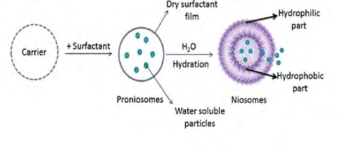 Figure 2: Formation of Niosomes from Pronisomes.