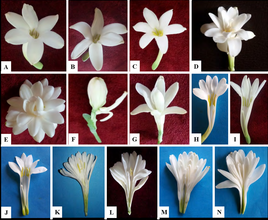 Figure 2: H-N).