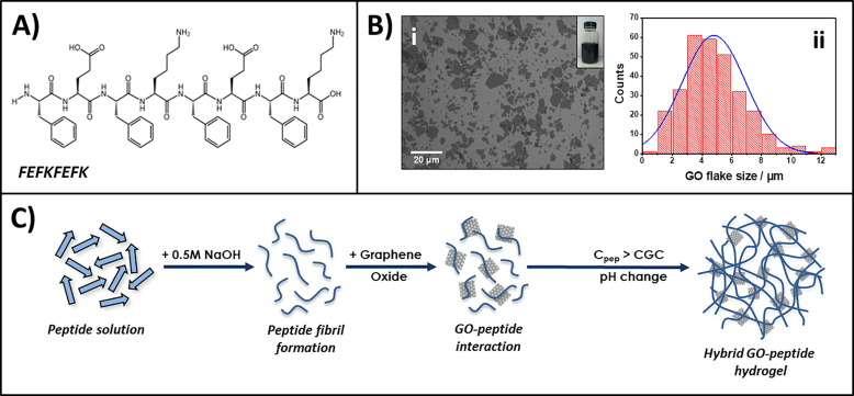 Figure 5: Chemical structure of FEFK-FEFK peptide (A), SEM image of GO flakes. (B), i) and flake size distribution, ii) Bottom: Schematic representation of the formulation route used to prepare peptide/GO hybrid hydrogels (C).