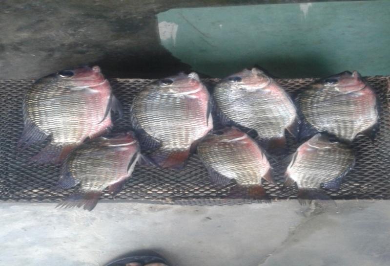 Figure 3: Tilapia guineensis.