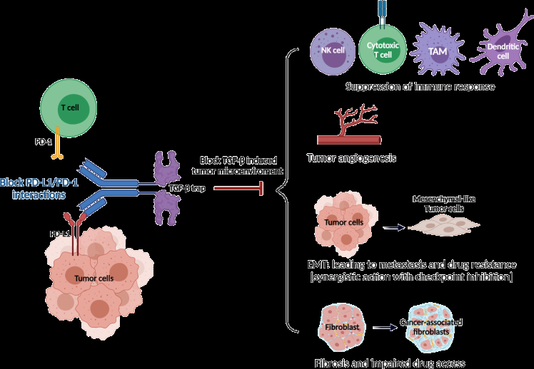 Figure 1: ** Rationale of dual targeting PD-L1 and TGF-β.