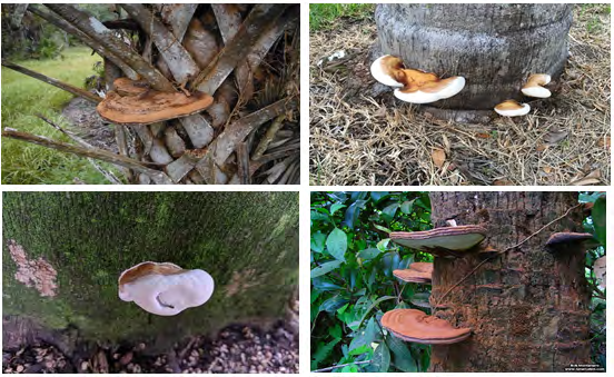 Figure 1: Different palm trees infected with different Ganoderma zonatum.
