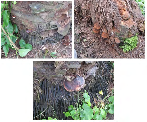 Figure 2: Different Palm trees infected with Ganoderma boninense.