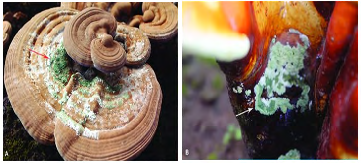 Figure 3: Green mold Trichoderma species on different Ganoderma fruiting body [53].
