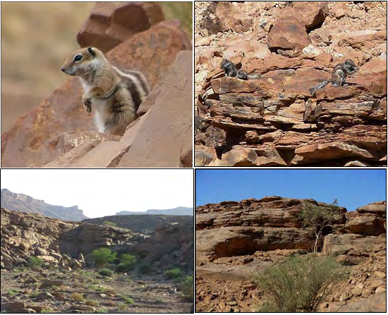 Figure 2: The Barbary ground squirrel Atlantoxerus getulus and its habitat.