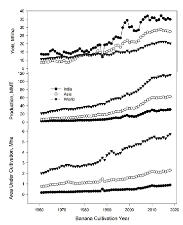 Figure 1: Although productivity of banana in India (34.86MT/ ha) is well below Indonesia (51.19MT/ha) but is well ahead figure of Asia and World. The comparative productivity of fruits, vegetable and banana are presented in Figure 2 [18].