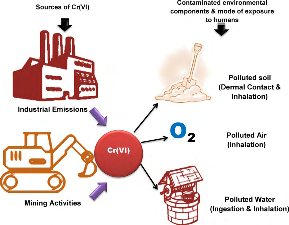 Figure 1: Cr (VI) Contaminated Environmental Components and Their Mode of Exposure to Humans.