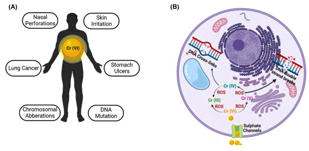 Figure 2: Cr (VI) Carcinogenicity in Humans. (A) Cr (VI) is known to cause several negative impacts on humans which include perforation of nasal septum, skin irritation, Stomach ulcers, Cancer of the lungs, Abberations in the chromosomal structure, and DNA mutations. (B) Fate of Cr (VI) in human cells and its effect at cellular levels.