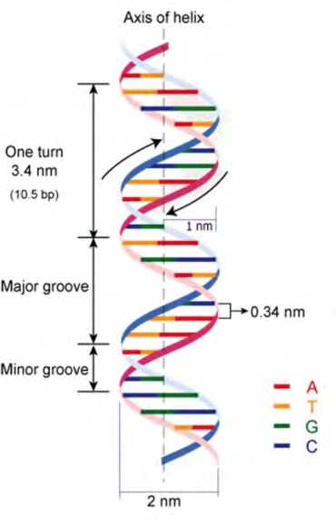 Figure 2: The double helical structure of DNA.