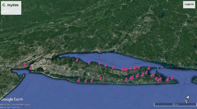 Figure 2: The capture of all the recorded sea turtle strandings from the years 2017-2020 was made using Google Earth.