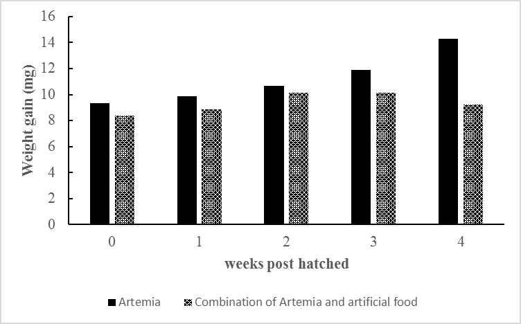Figure 4: Total weight gain of the larvae fed by Artemia and a combination between Artemia and artificial food.