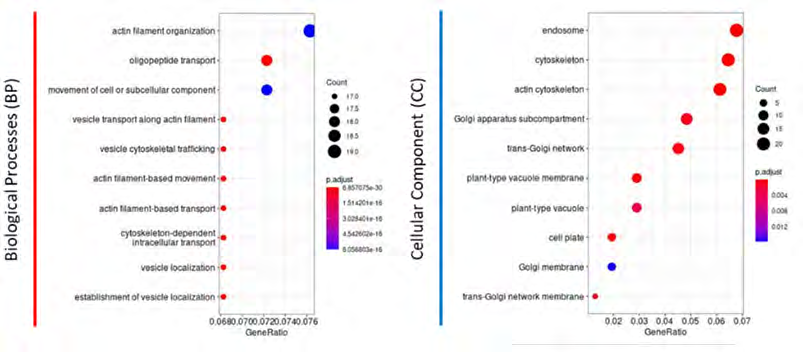Figure 3: Bubble plot showing the enriched GO terms. X-axis in the bar plot stood for gene ratio, while the y-axis indicates different BP and CC. The size of the circles in each plot is positively correlated with the number of genes involved in each subgroups while the colour of the circles indicate their significance level.