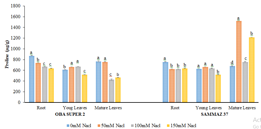 Figure 4: Proline levels (µg/g) of two varieties of maize exposed to the same level of different concentrations of NaCl for 21 days. Values are expressed as mean ± SEM of three replicates. Significant difference between the means was determined using Duncan’s test at (p < 0.05), mean in the column followed by the same letter (s) are not significantly difference at 5% level.