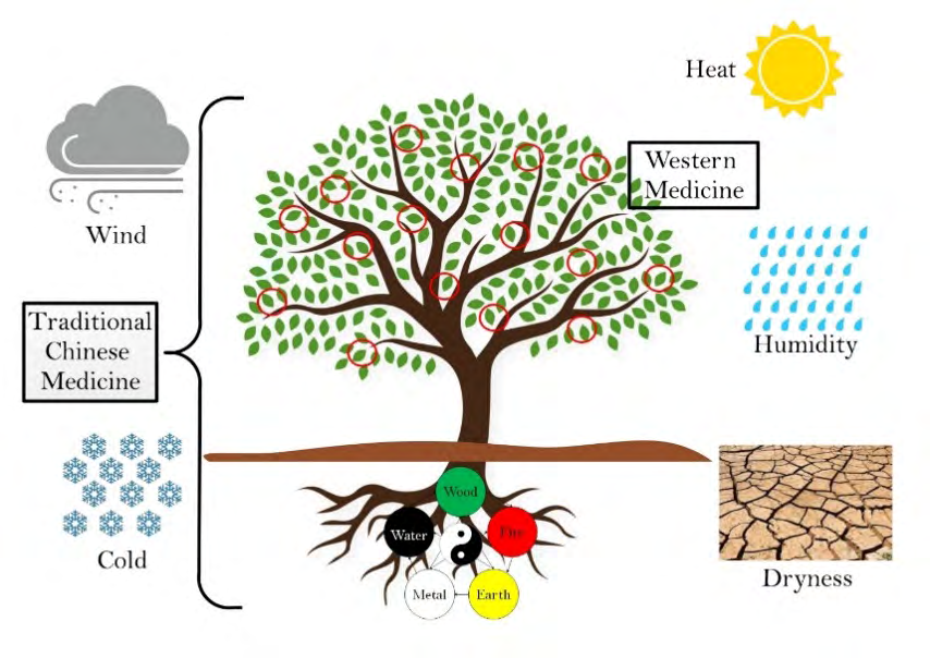 Figure 6: Metaphor of the tree showing the different viewpoints from Traditional Chinese medicine (looking the entire tree) and from Western medicine (that is focusing the leaf, treating the symptoms presented by each patient).