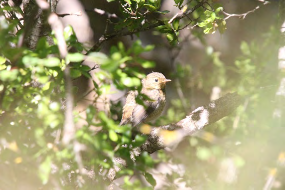 Figure 2: Juvenile European Robin.