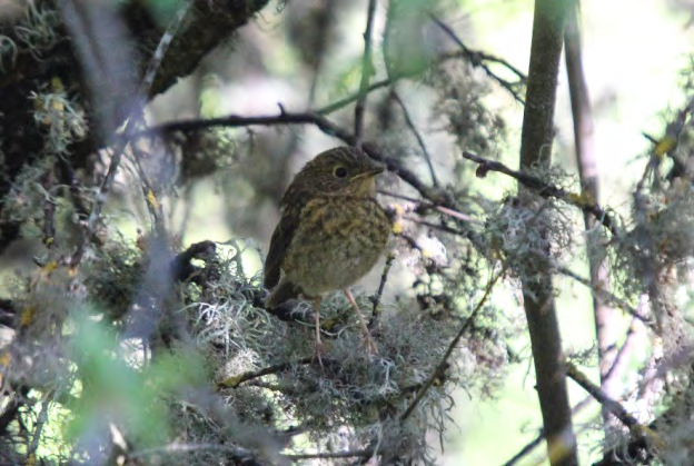 Figure 3: Juvenile European Robin.