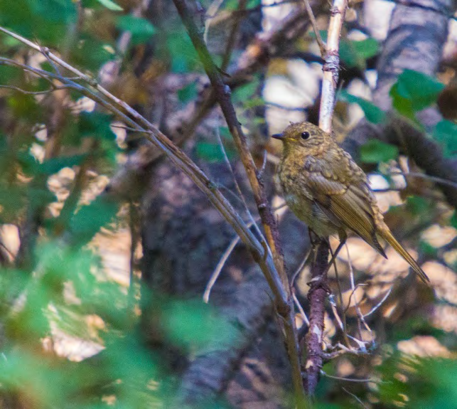 Figure 5: Juvenile European Robin in Bchenneta, Dannieh District, north Lebanon.