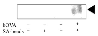 Figure 1: Microsomes with (+) or without (-) prior addition of bOVA were purified with (+) or without (-) SA- magnetic beads as described in our previous article [46]. Proteins (10μg) or corresponding volumes of purified proteins were immuno precipitated by 25D1.16 antibody which specifically recognize H2Kb allele of MHC I loaded with pOV8 epitope. After SDS-PAGE blotting was performed with anti-H2Kb antibody. A triangle in right side indicates the H2Kb.